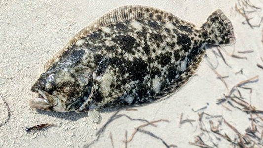Shore Fluke and Flounder Gear List for 2026
